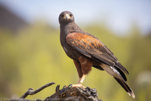 Harris's hawk