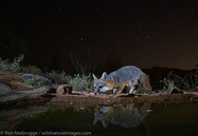 Gray Fox