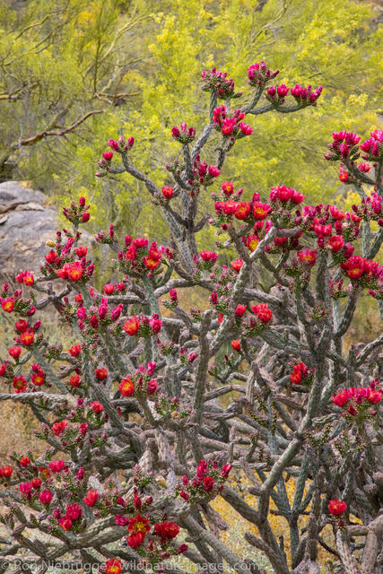 Cholla cactus blooming