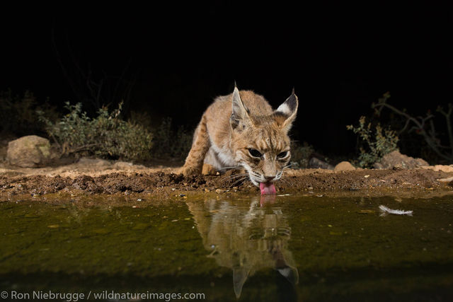 Bobcat