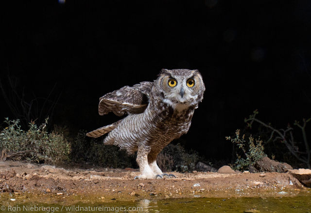 Great Horned Owl