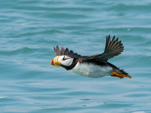 Horned Puffin