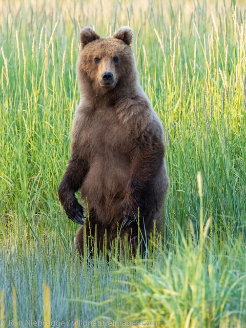 Brown Bear  