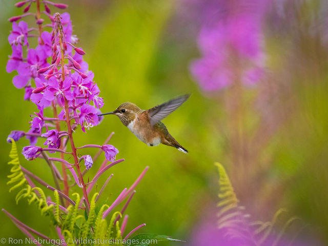 Rufous Hummingbird