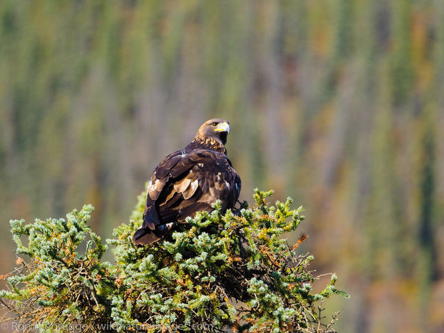 Golden Eagle