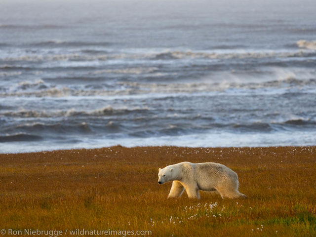 Polar Bears, ANWR, Alaska