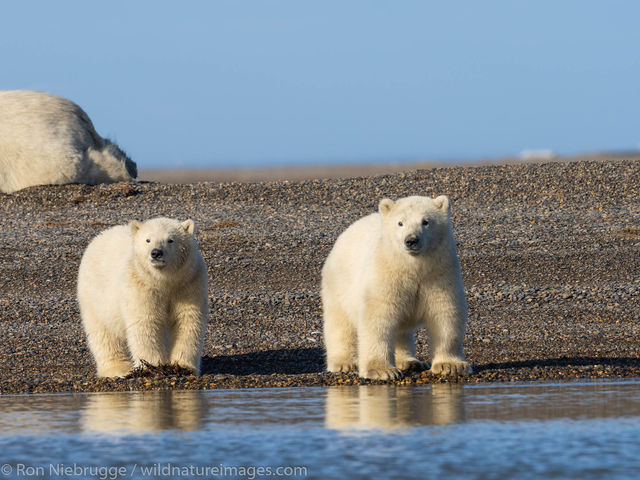 Polar Bears, ANWR, Alaska