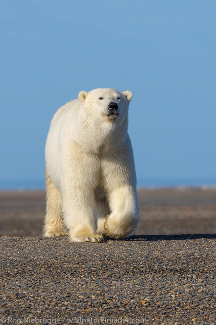 Polar Bears, ANWR, Alaska
