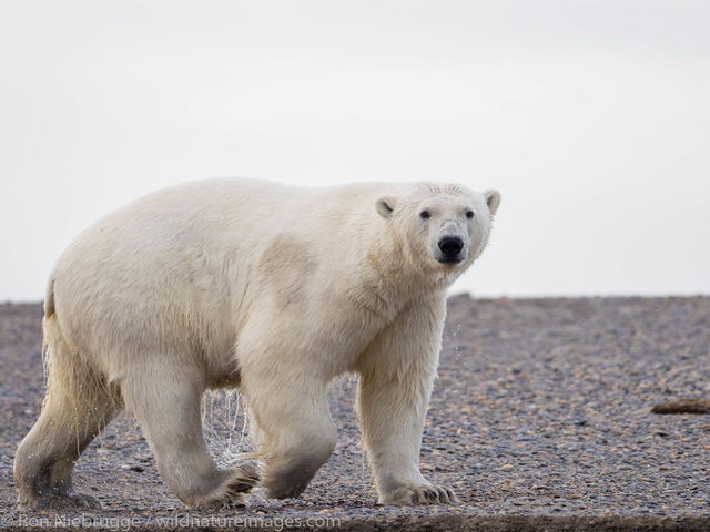 Polar Bears, ANWR, Alaska