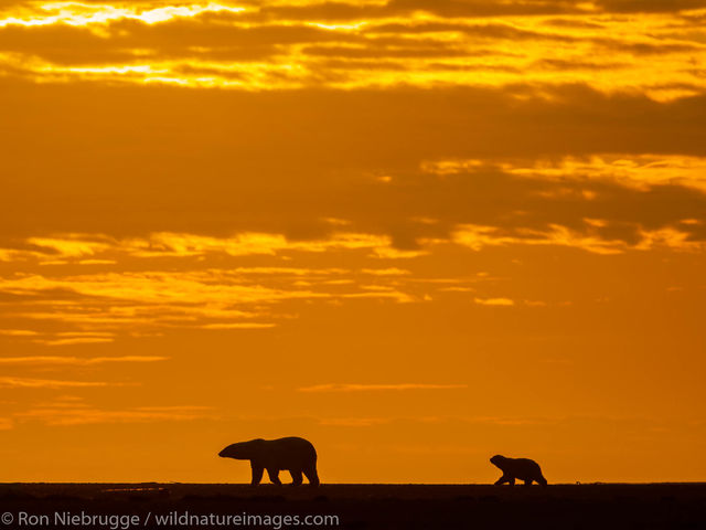 Polar Bears, ANWR, Alaska