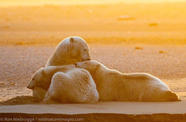 Polar Bears, ANWR, Alaska