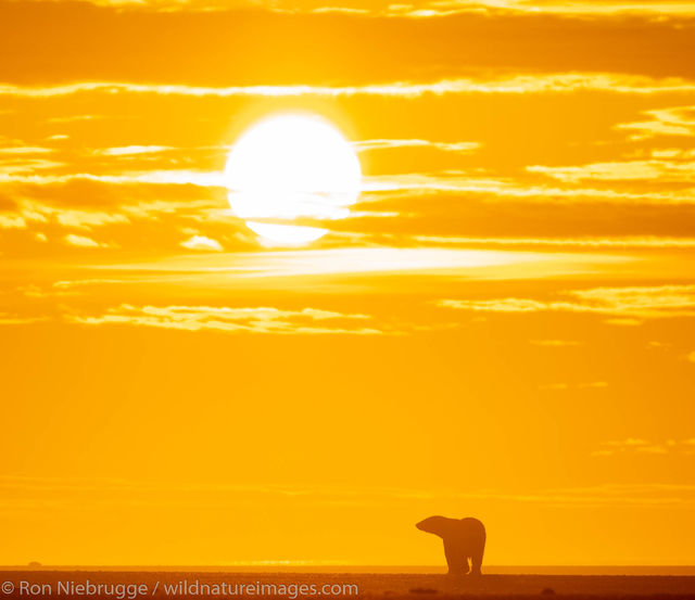 Polar Bears, ANWR, Alaska
