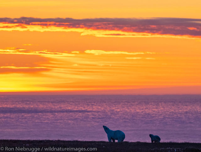 Polar Bears, ANWR, Alaska