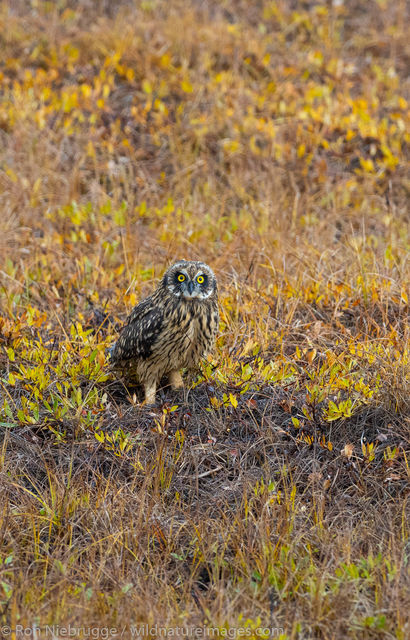 Short-eared Owl 
