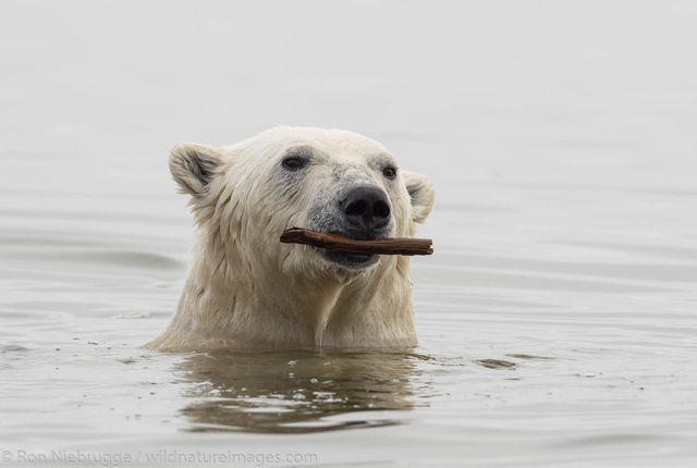 Polar Bears, ANWR, Alaska