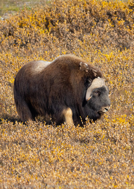 Musk Ox
