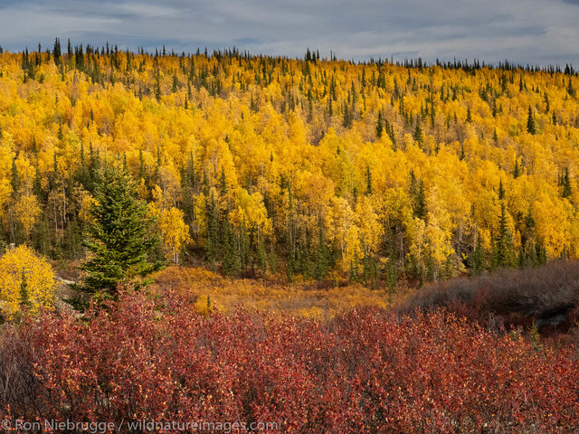 Autumn in the Brooks Range, Alaska