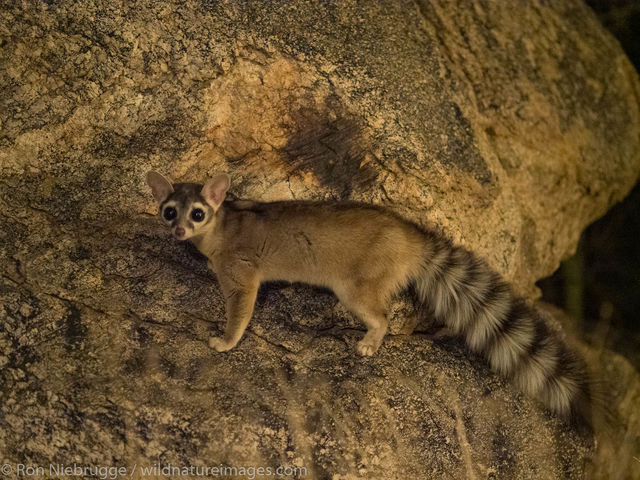 Ringtail