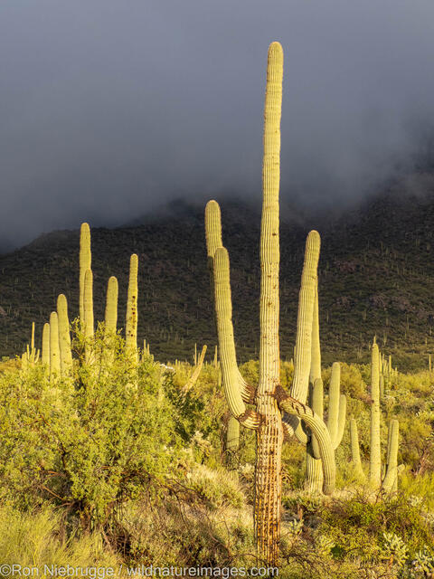 Saguaro Cactus