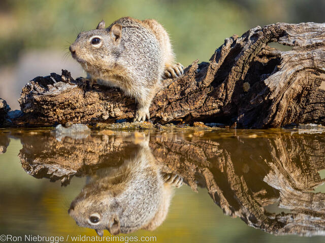 Rock Squirrel