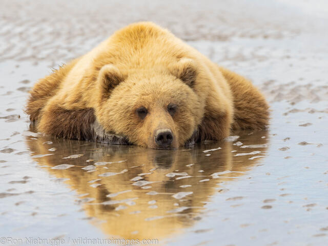 Brown Bear