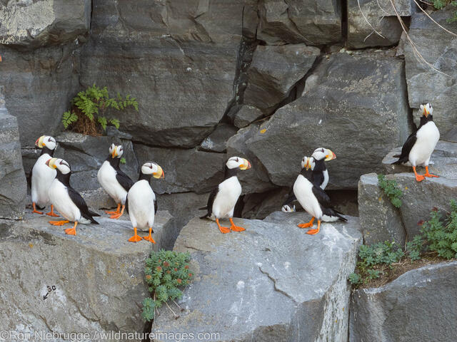 Horned Puffin