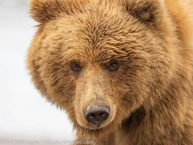 Brown Bear