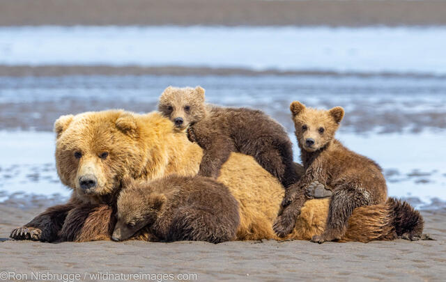 Sow with Cubs
