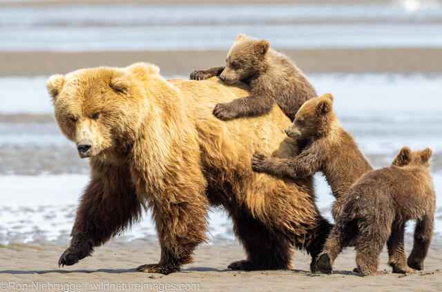 Sow with Cubs