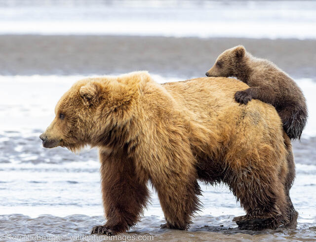 Sow with Cubs