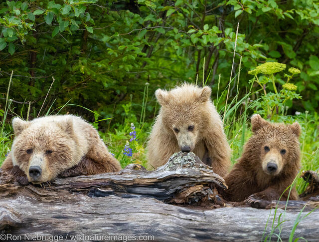 Grizzly Bear Cubs