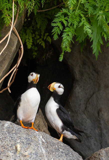 Horned Puffin
