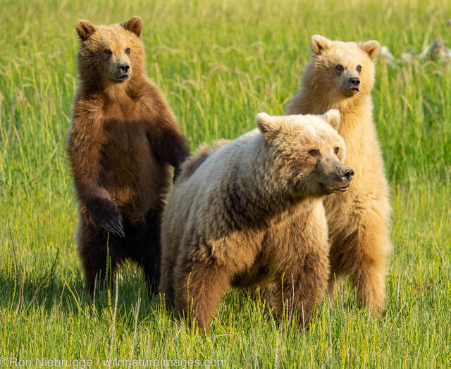 Sow with Cubs