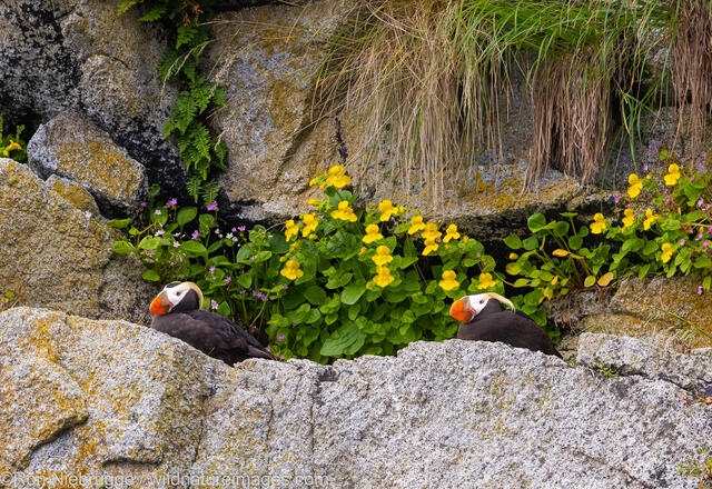 Tufted Puffin