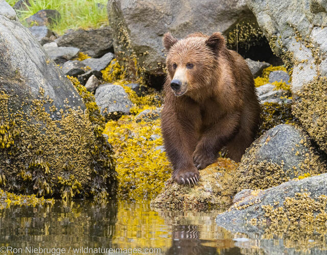 Brown Bear