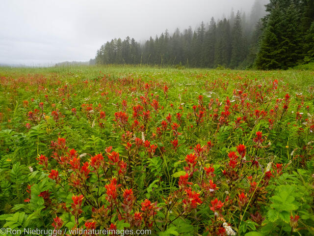 Indian Paintbrush