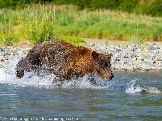 Fishing Grizzly Bear