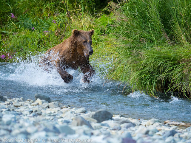Fishing Brown Bear