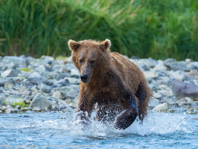 Fishing Grizzly Bear
