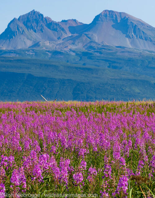Katmai National Park