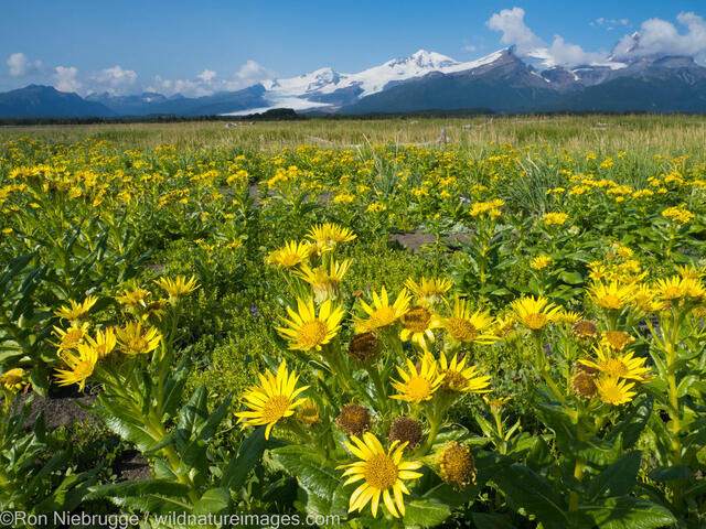 Katmai National Park