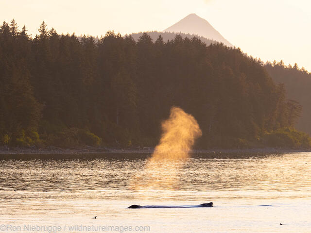 Humpback Whale