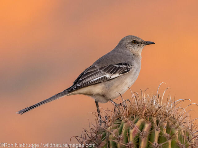 Northern Mockingbird