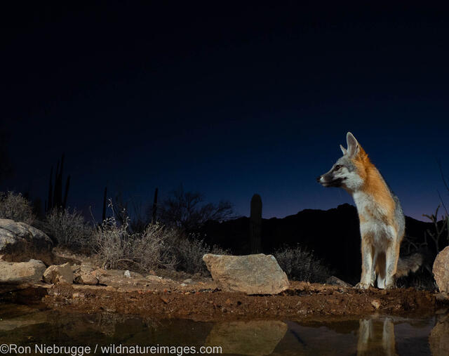 Gray Fox