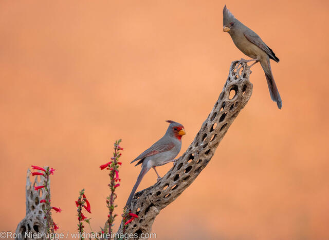 Pyrrhuloxia