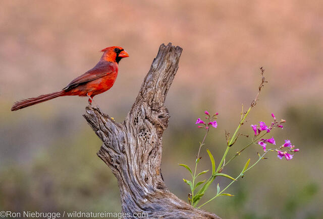 Northern Cardinal