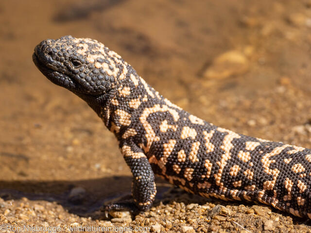 Gila Monster