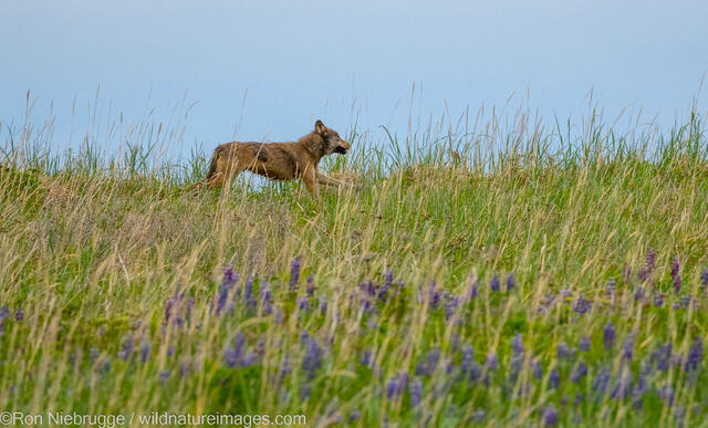 Gray Wolf