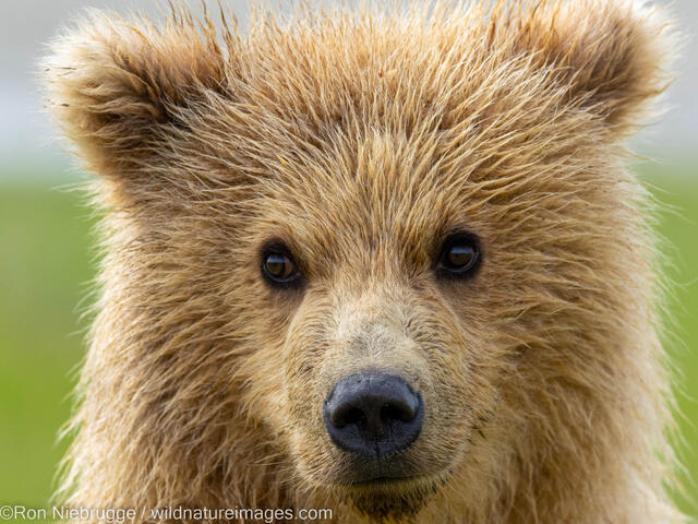 Grizzly Bear Cub