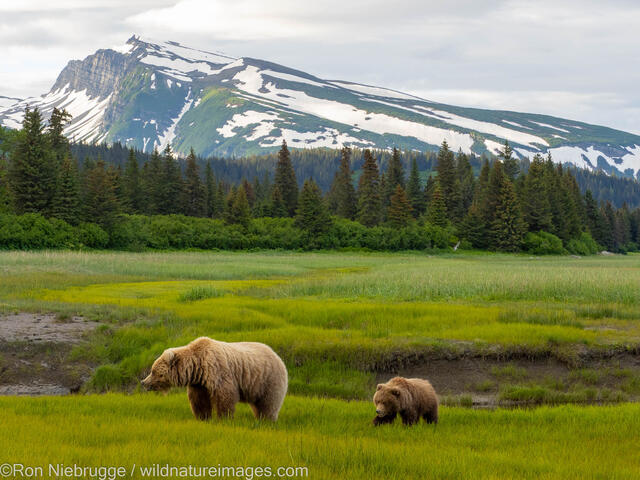 Brown Bears